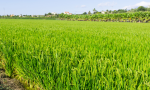 Torna la tassa sul riso importato dall'Asia VIDEO