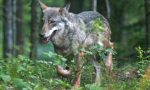 Protezione dai lupi, la Regione apre un bando per gli allevatori