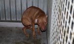 Canile abusivo scoperto nell'Alessandrino: salvati 30 cani
