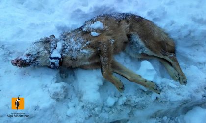 Trovato morto lupo che era stato avvelenato in Alta Valle Grana