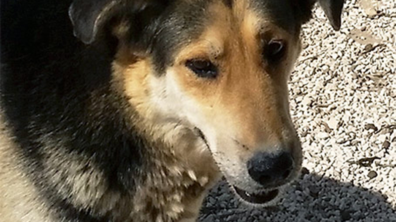Cane scappato dopo un incidente in autostrada: ritrovato dopo 12 ore