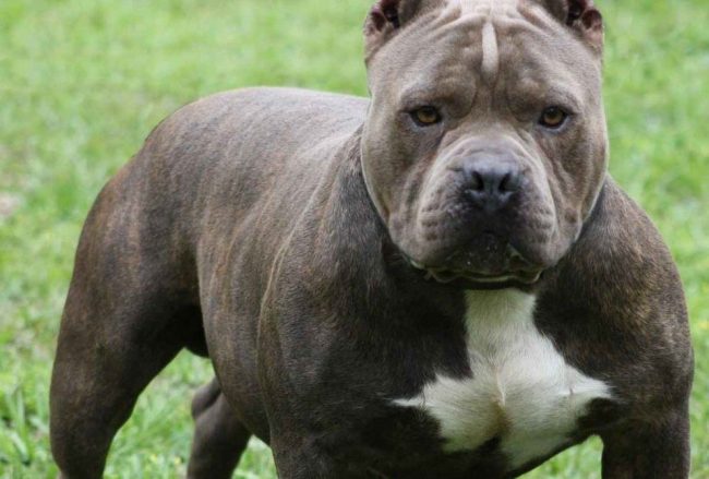 Pitbull aggredisce una donna sulle scale di casa