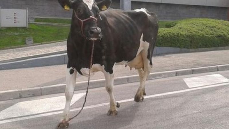 Allevatore perde la mandria per colpa dei cani