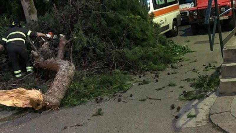 Travolto dall’albero che stava tagliando