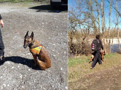 Basta cani avvelenati: cane antiveleno e carabinieri forestali a Tortona