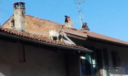 Capra sul tetto salvata dai Vigili del Fuoco