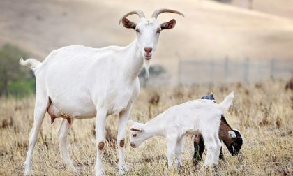 Caprette avvelenate: uccise con l’insetticida