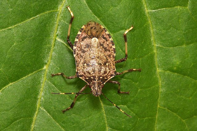 La cimice asiatica sta tornando