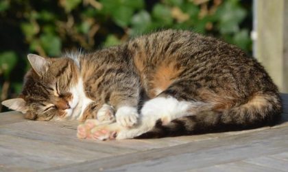 Vicini litigano per un gatto, uno dei due viene arrestato per droga