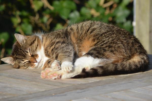 Vicini litigano per un gatto, uno dei due viene arrestato per droga
