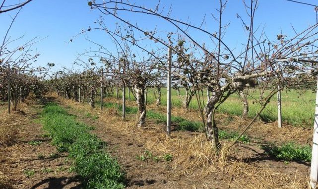 Strage dei Kiwi: dalla Regione 1,8 milioni ai coltivatori