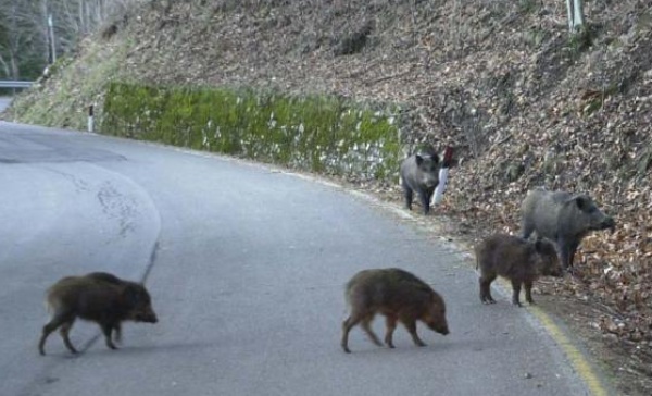 Caccia al cinghiale, si parte oggi