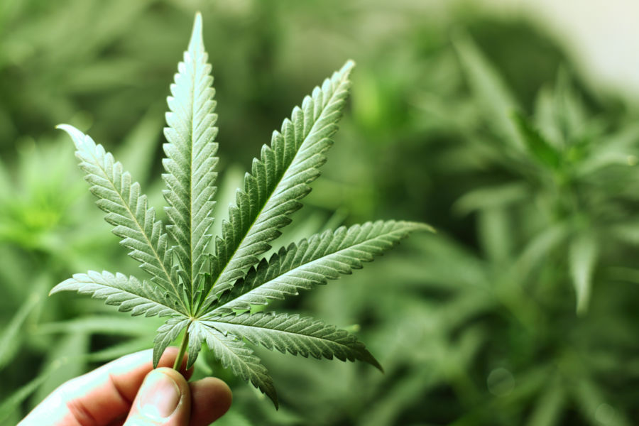 “Oltre al latte venderò anche la cannabis”