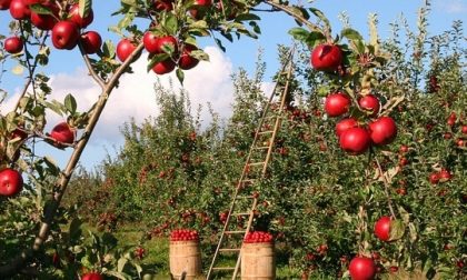 Con l’arrivo dell’estate arrivano anche i lavori stagionali