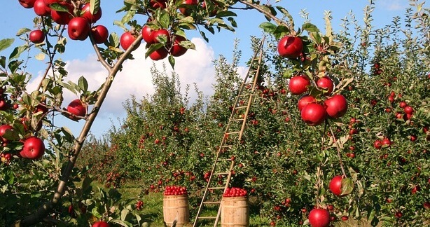 Con l’arrivo dell’estate arrivano anche i lavori stagionali
