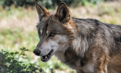 Altro attacco dei lupi: sbranata pecora da 80 kg