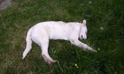 Cucciolo ucciso a bastonate: taglia di 5mila euro sui responsabili