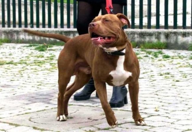 Pitbull Santhià: tutta Italia parla del caso