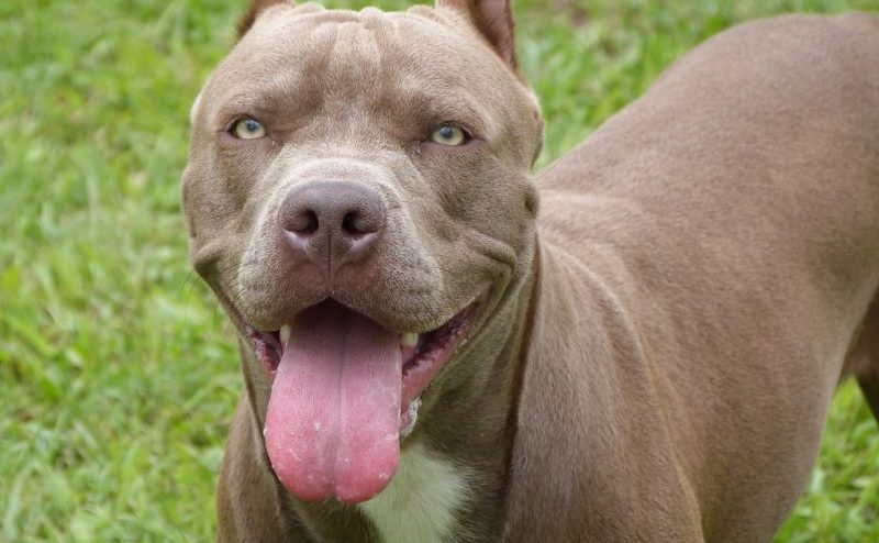 A Santhià due bambine morsicate dal Pitbull di casa