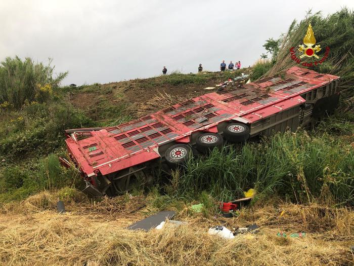 Camion carico di vitelli partito da Alessandria si ribalta sull’Aurelia: muoiono 30 animali