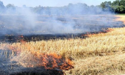 A fuoco due campi di grano in provincia di Alessandria