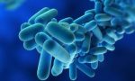 Nuovo allarme legionella: due casi nel Vigevanese