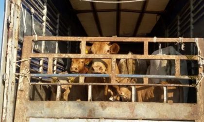 Dermatite bovina: si è concluso il piano vaccinale. Blocco movimentazione per i non vaccinati