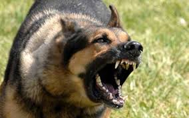 Uomo di 59 anni aggredito dal suo cane