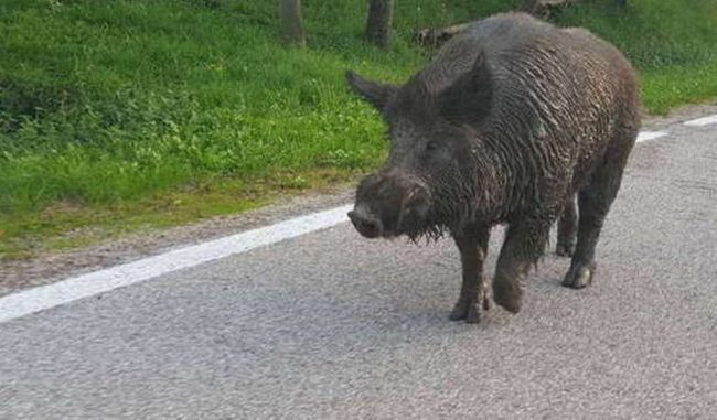 Investe cinghiale in bici, 54enne ricoverato in rianimazione