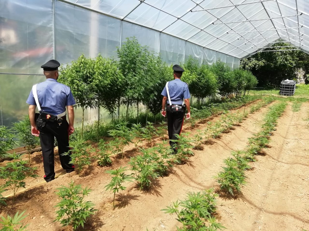 387 piante di marijuana, arrestato 37enne torinese | VIDEO