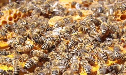 Il caldo aumenta, ma quanto soffrono le api?