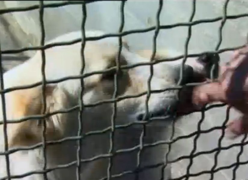 Trovati in un cascinale cani abbandonati senza acqua e cibo