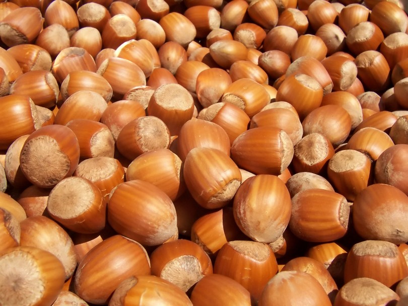 Produzione nocciole in ginocchio, Coldiretti chiede aiuto