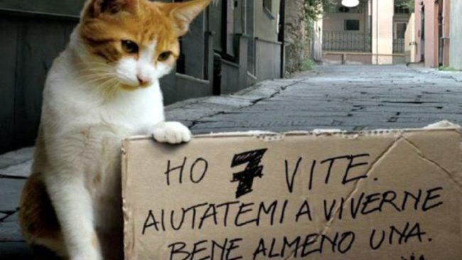Oggi è la Giornata mondiale del gatto VIDEO | Test: e tu che micio sei?