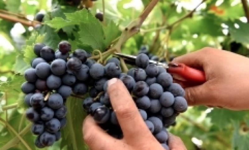 Vendemmia 2019: calo di produzione ma alta qualità