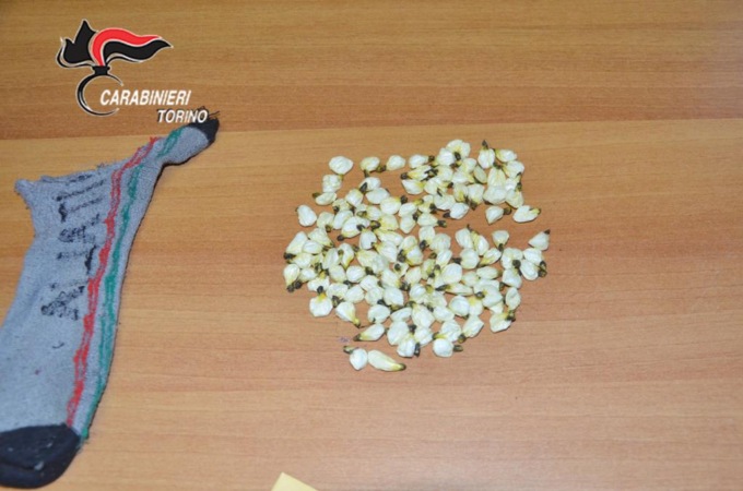 Scoperto un deposito di cocaina al Parco Valentino di Torino