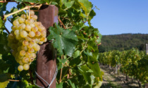 Gavi, la vendemmia parte dopo il 15 settembre