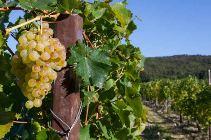 Produttori del Gavi, le centraline meteorologiche in aiuto ai vigneti
