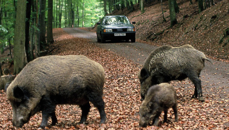 Fauna selvatica: incidenti e devastazioni, problema non solo dell’agricoltura