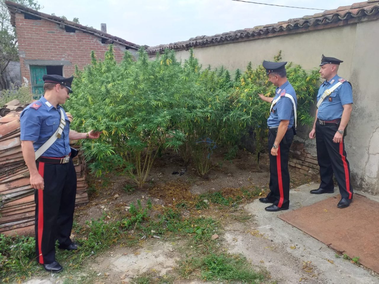 26enne di Pozzolo Formigaro arrestato: in cascina una serra di marijuana | FOTO