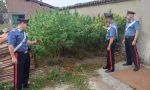 26enne di Pozzolo Formigaro arrestato: in cascina una serra di marijuana | FOTO