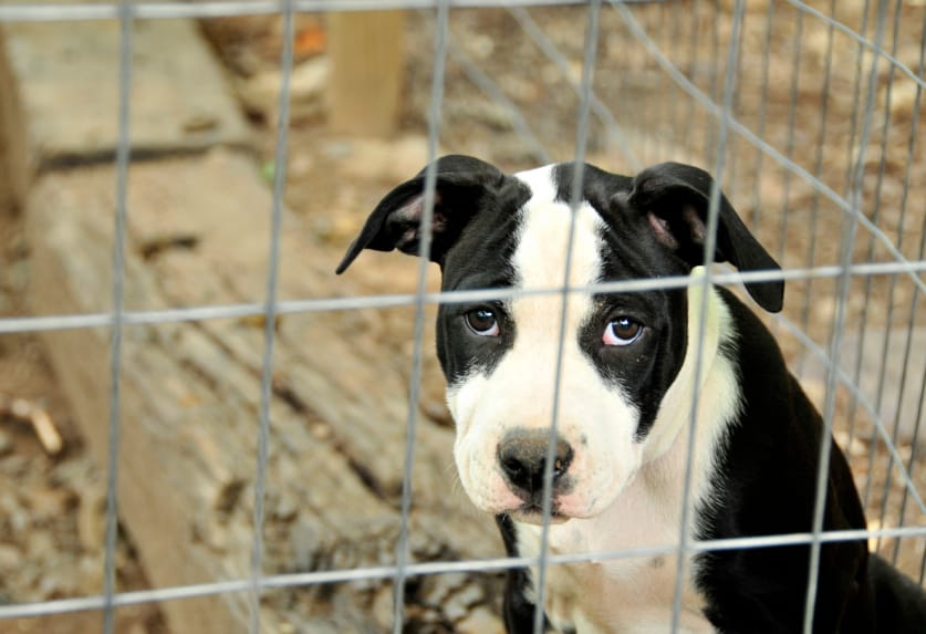 Il Movimento Animalista propone nuove leggi contro il maltrattamento