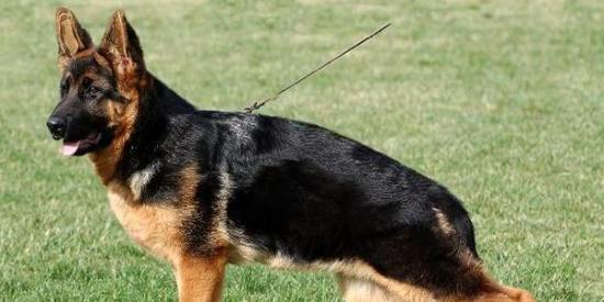 Novi Ligure: si estende il progetto “Pappa per Fido”