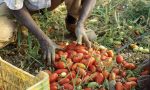 E' fallimento per l'azienda agricola Angeleri dfg