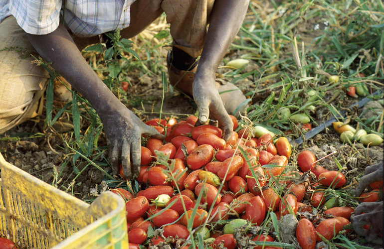 E’ fallimento per l’azienda agricola Angeleri dfg