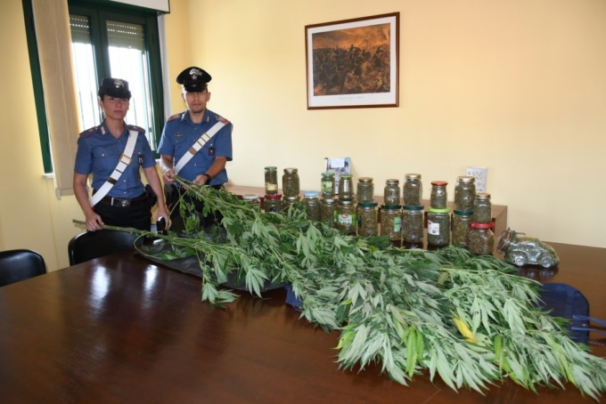 Acqui Terme, arrestato per coltivazione di marijuana