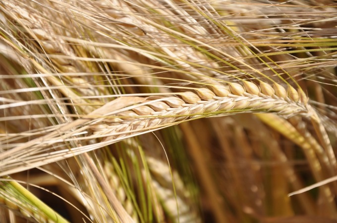 Un corso post diploma nel comparto agro-alimentare