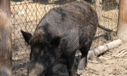 Cresce l’allarme della fauna selvatica: 150 incidenti stradali da inizio anno