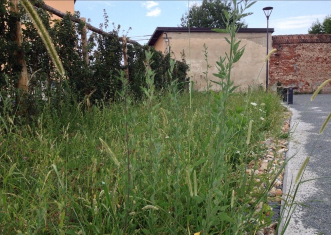 Variazioni di bilancio ad Alessandria per il taglio dell’erba