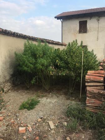 Coltiva droga per venderla: arrestato